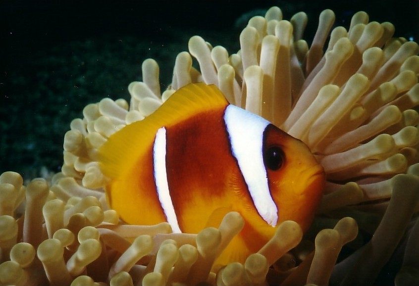 Scubastore